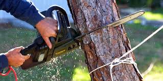 Reliable Pecan Plantation, TX Tree Services Solutions