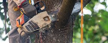 Trusted Pecan Plantation, TX Tree Services Experts