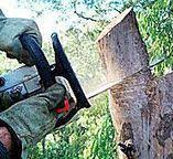 How Our Tree Care Process Works  in  Pecan Plantation, TX