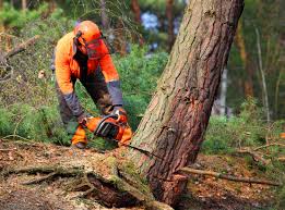 Best Lawn Pest Prevention  in Pecan Plantation, TX