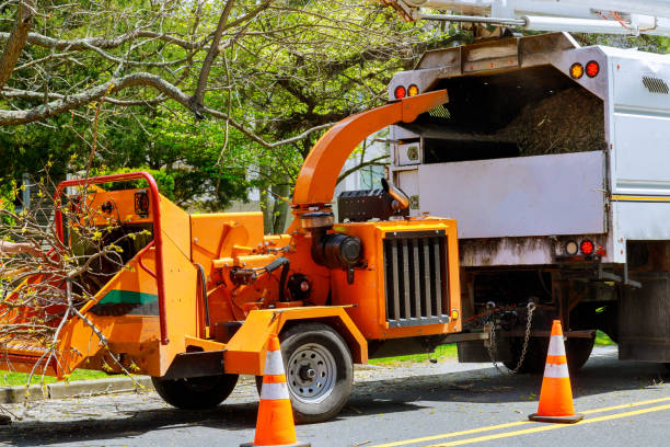 Best Arborist Consultation Services  in Pecan Plantation, TX