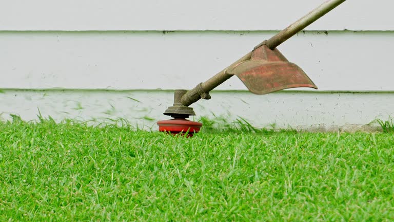 Tree and Shrub Care in Pecan Plantation, TX