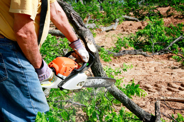 Best Firewood Processing and Delivery  in Pecan Plantation, TX